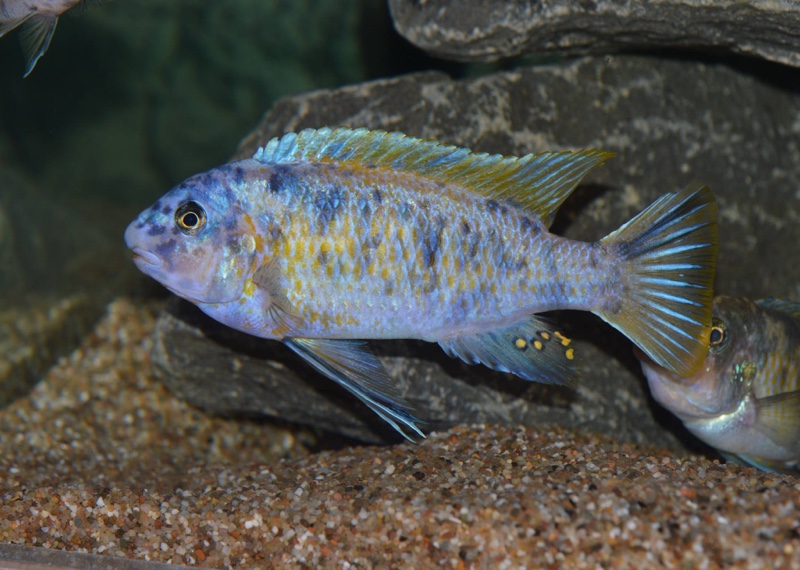 Labeotropheus fuelleborni 'Chinyankwazi Island'
